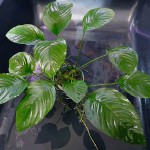 奈吉榕-缩略图-1