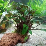 培茜椒草-缩略图-1