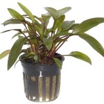 培茜椒草-缩略图-2