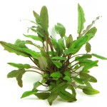 培茜椒草-缩略图-3