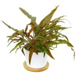 培茜椒草-缩略图-5