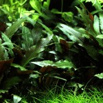 培茜椒草-缩略图-6