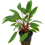 培茜椒草-缩略图-7