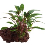 培茜椒草-缩略图-8