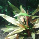 培茜椒草-缩略图-9