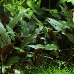 培茜椒草-缩略图-11