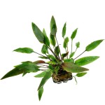 渥克椒草-缩略图-1