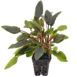 渥克椒草-缩略图-2