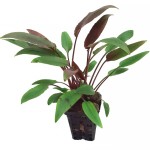 渥克椒草-缩略图-3