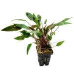 渥克椒草-缩略图-5