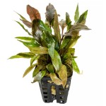 雷洛椒草-缩略图-1