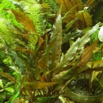 雷洛椒草-缩略图-2