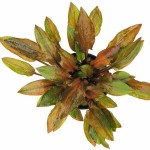 雷洛椒草-缩略图-3