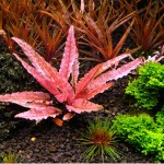 火烈鸟椒草-缩略图-1