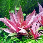 火烈鸟椒草-缩略图-2