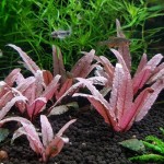 火烈鸟椒草-缩略图-4