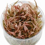 火烈鸟椒草-缩略图-5