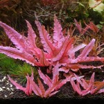 火烈鸟椒草-缩略图-6