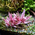 火烈鸟椒草-缩略图-7