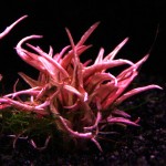 火烈鸟椒草-缩略图-8