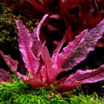 火烈鸟椒草-缩略图-9