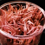 火烈鸟椒草-缩略图-10