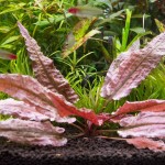 火烈鸟椒草-缩略图-11