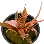 火烈鸟椒草-缩略图-12