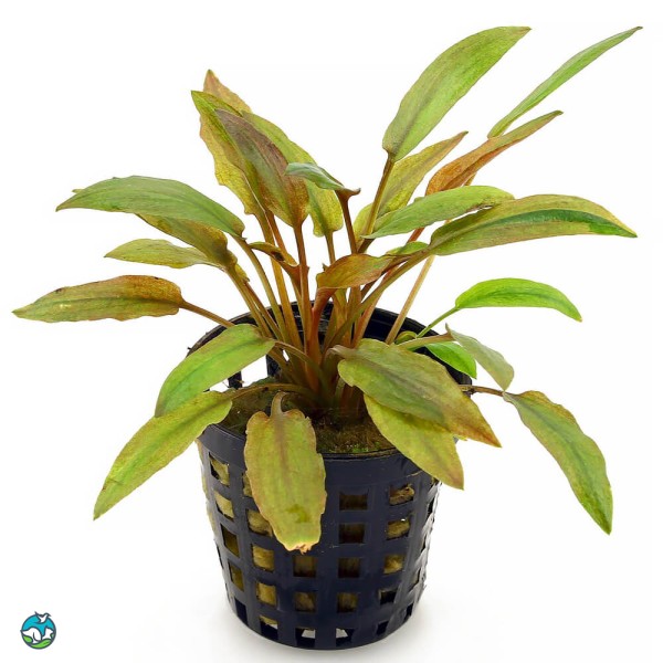 佛罗里达日落椒草-1