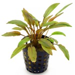 佛罗里达日落椒草-缩略图-1