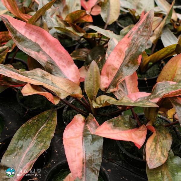 佛罗里达日落椒草-2