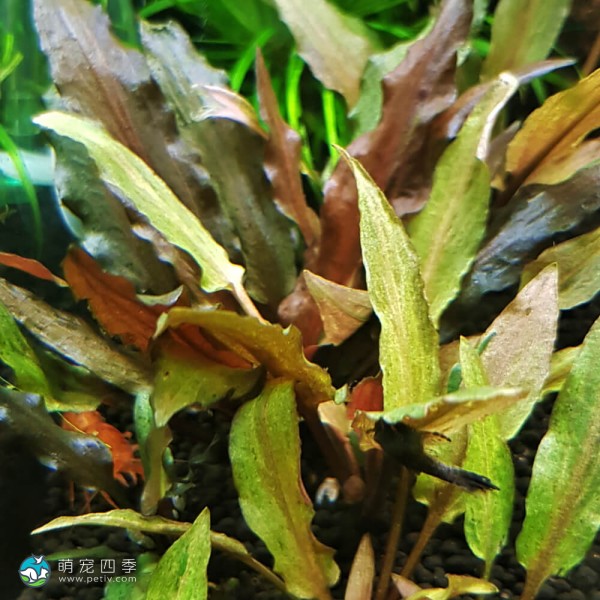 佛罗里达日落椒草-3