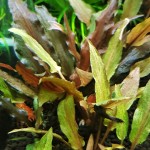 佛罗里达日落椒草-缩略图-3