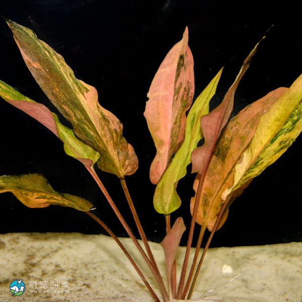 佛罗里达日落椒草-4