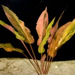 佛罗里达日落椒草-缩略图-4