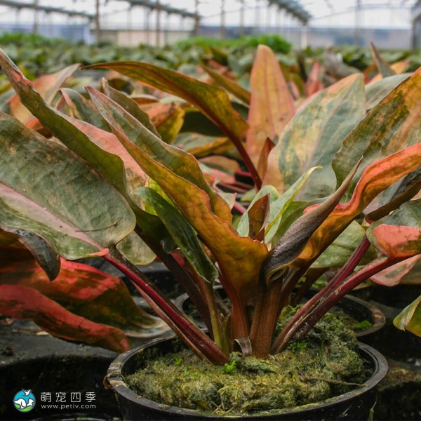 佛罗里达日落椒草-5