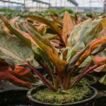 佛罗里达日落椒草-缩略图-5