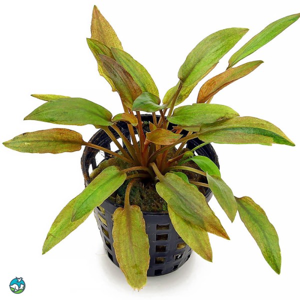 佛罗里达日落椒草-6