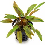 佛罗里达日落椒草-缩略图-6