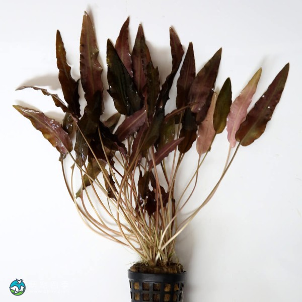 宓大屋温蒂椒草-1