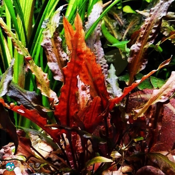 宓大屋温蒂椒草-2