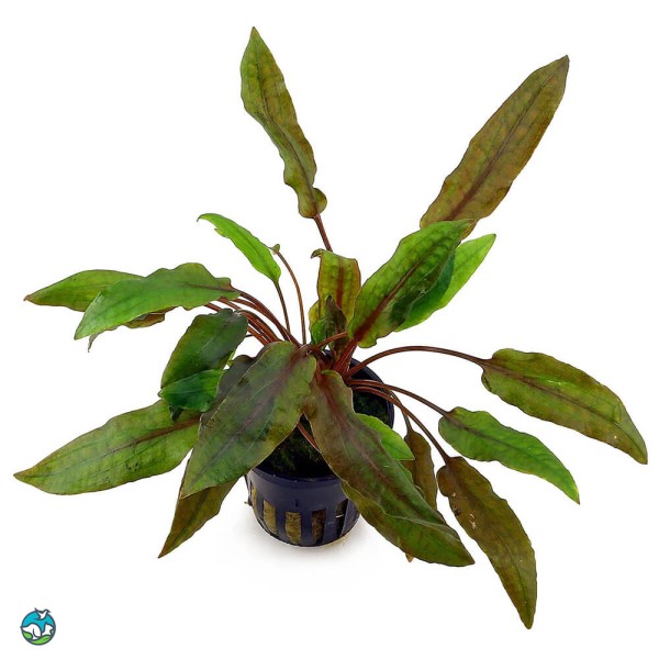 宓大屋温蒂椒草-3