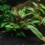 宓大屋温蒂椒草-缩略图-4