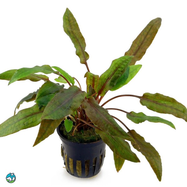 宓大屋温蒂椒草-5