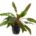 宓大屋温蒂椒草-缩略图-5