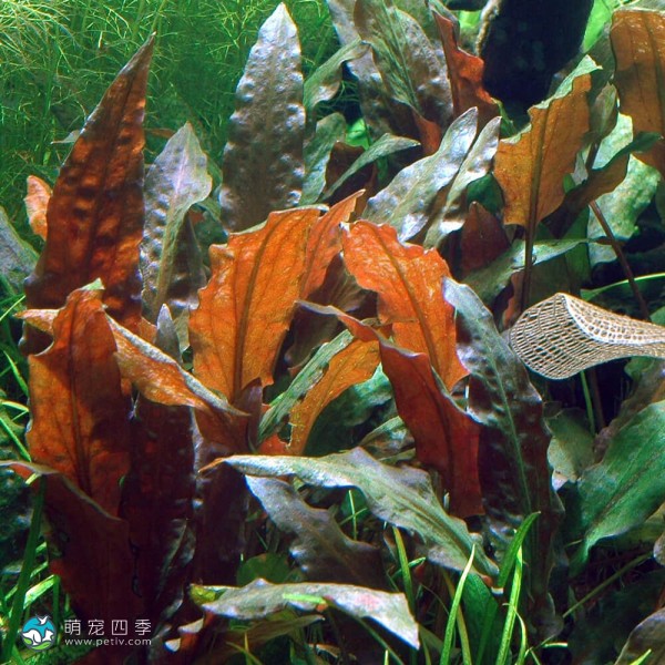 宓大屋温蒂椒草-6