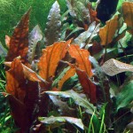 宓大屋温蒂椒草-缩略图-6