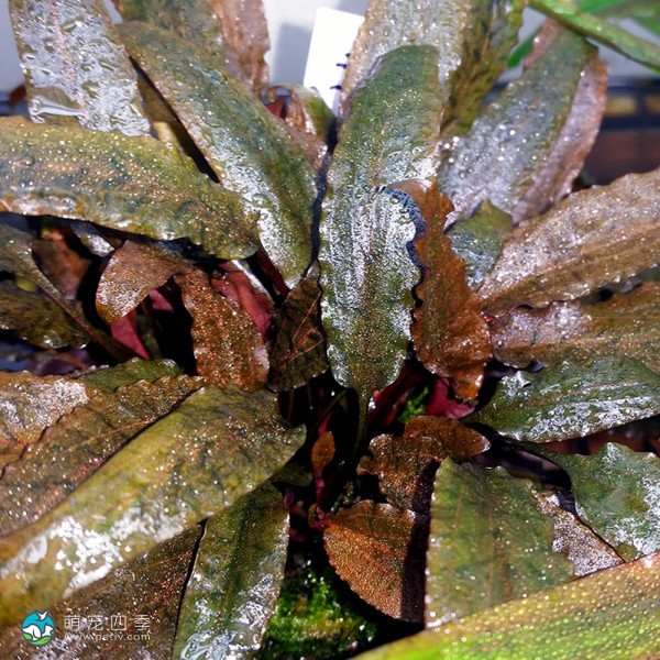 宓大屋温蒂椒草-7