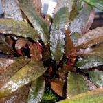 宓大屋温蒂椒草-缩略图-7