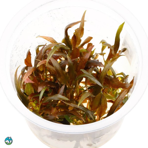 宓大屋温蒂椒草-8